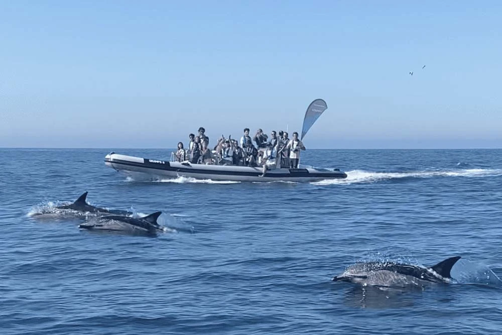 Crianças em férias escolares avistam golfinhos no rio Tejo, em Lisboa